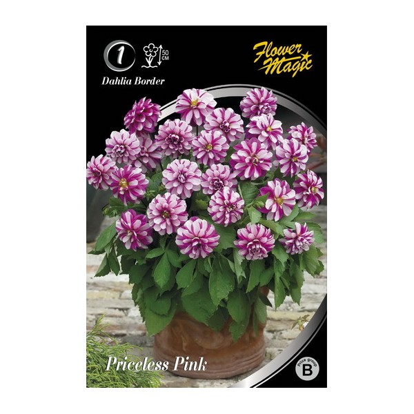 Dahlia PRICELESS PINK