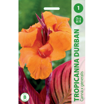 Canna TROPICANNA DURBAN