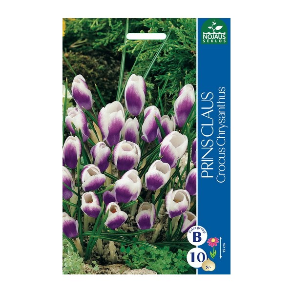 Crocus PRINS CLAUS