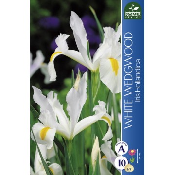 IIRIS WHITE WEDGEWOOD