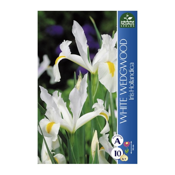 IIRISED WHITE WEDGEWOOD