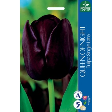 TULP QUEEN OF NIGHT