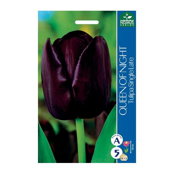 TULP QUEEN OF NIGHT