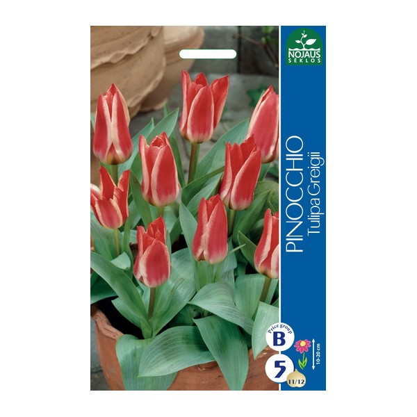 TULP PINOCCHIO
