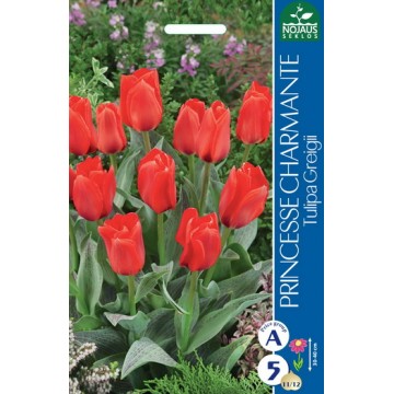 Tulp PRINCESS CHARMANTE