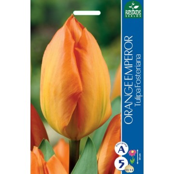 TULP ORANGE EMPEROR