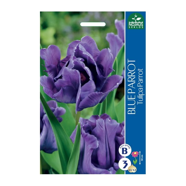 TULP BLUE PARROT