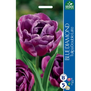 TULP BLUE DIAMOND