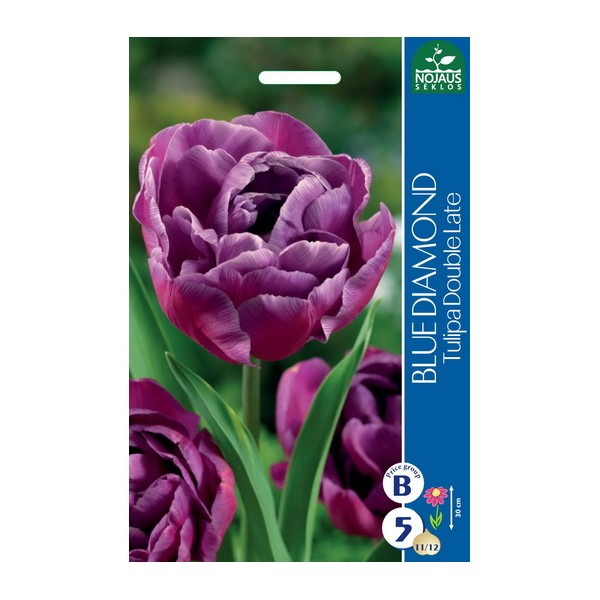TULP BLUE DIAMOND