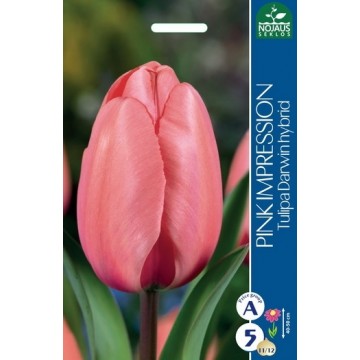 Tulp PINK IMPRESSION