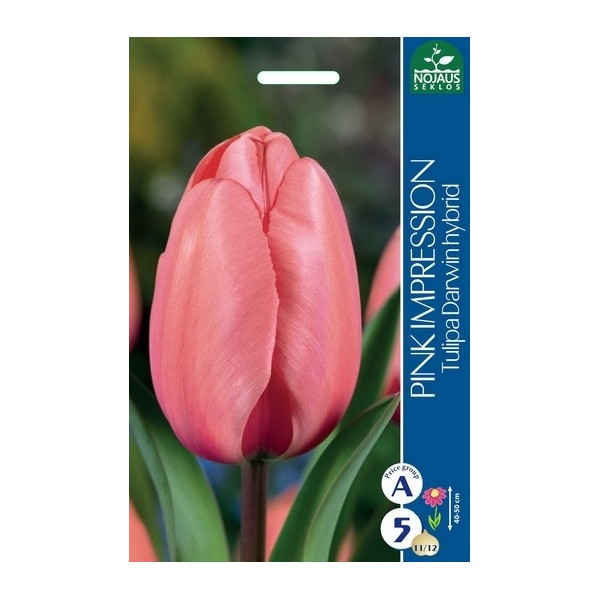 Tulp PINK IMPRESSION