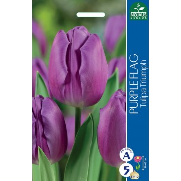Tulp PURPLE FLAG