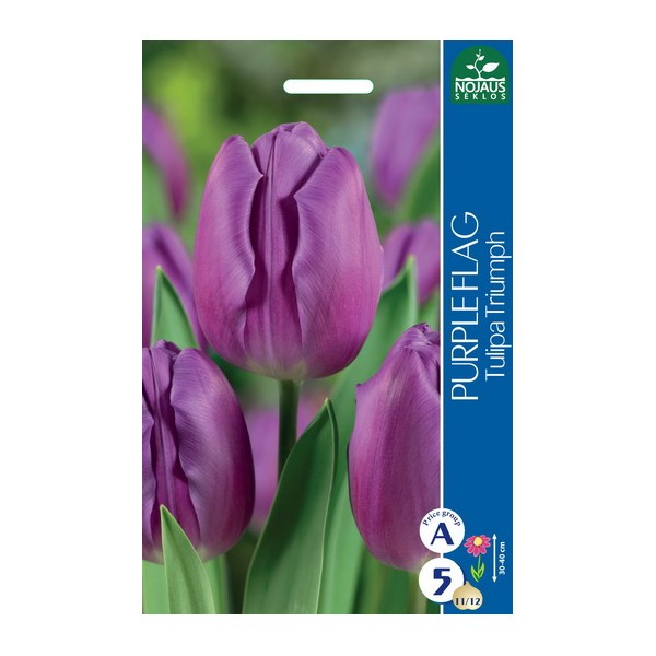 Tulp PURPLE FLAG