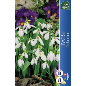Galanthus ELWESII