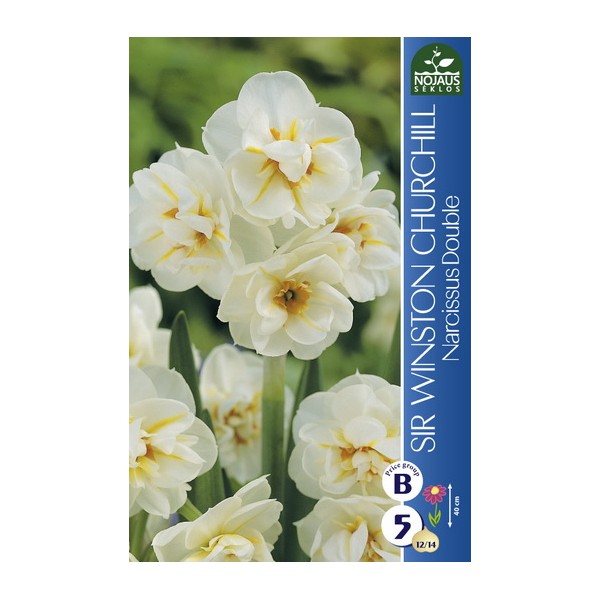 NARCISSUS SIR WINSTON CHURCHILL