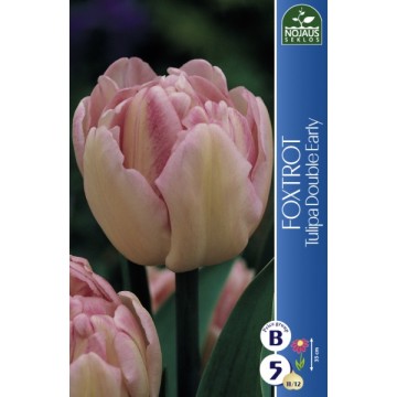 TULP FOXTROT