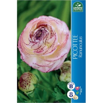 Tulikad Picotee