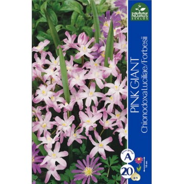Kirgaslilled Pink Giant