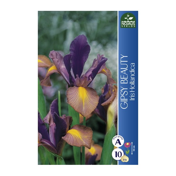 Iris GIPSY BEAUTY