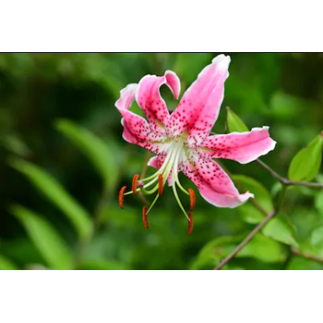 Liilia SPECIOUS UCHIDA 1tk
