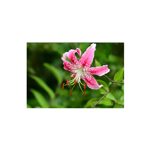 Liilia SPECIOUS UCHIDA 1tk