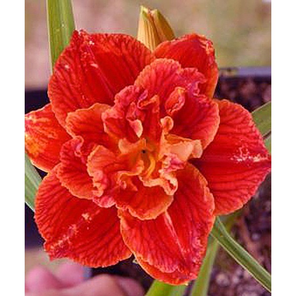 Päevaliilia PAPRIKA FLAME 1 tk.