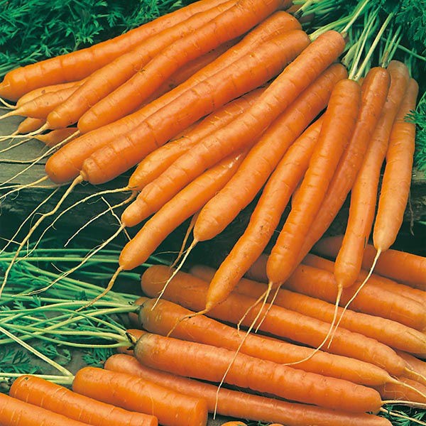Porgand "AMSTERDAM 2" 100g