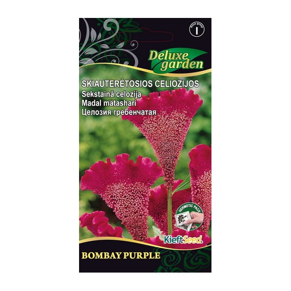 SKIAUTERĖTOSIOS CELIOZIJOS BOMBAY PURPLE