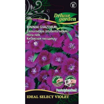 Hiina nelk Ideal Select Violet