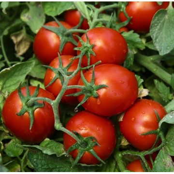 Pomidorai Chibli 10s