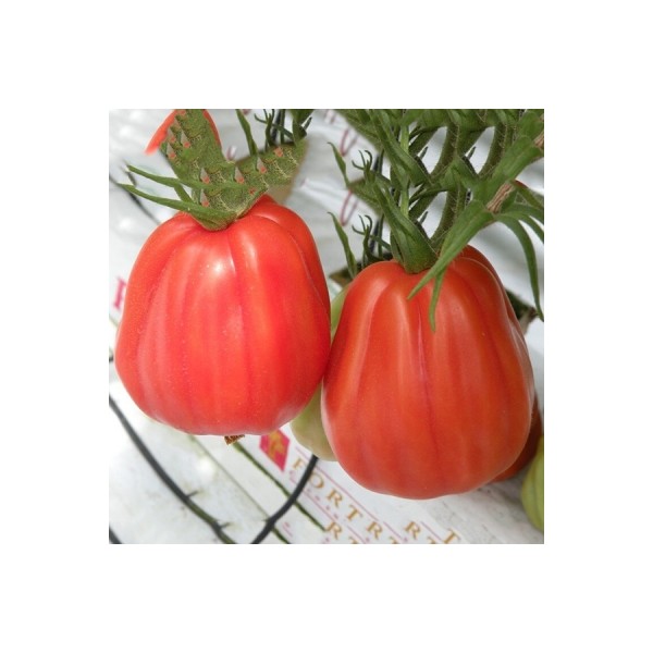 Pomidorai Arawak 8s