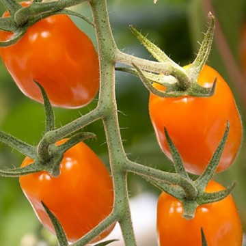 Pomidorai Bambello 5s