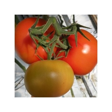 Tomat Baribine 8 seemet