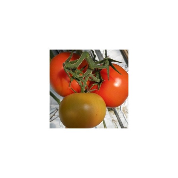 Pomidorai Baribine 8s