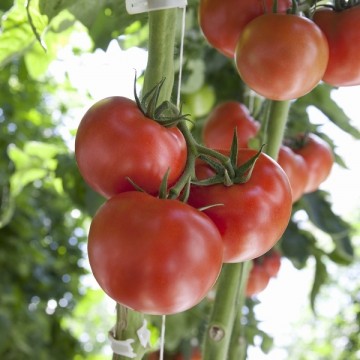 Pomidorai Mamirio 8s