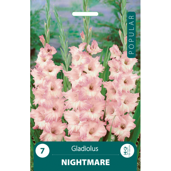 Gladioolid Night mare