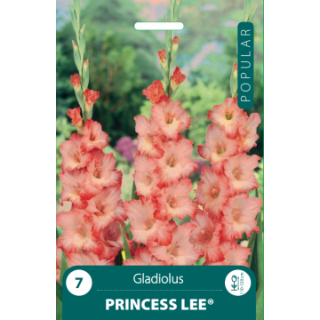 Гладиолусы Princess Lee