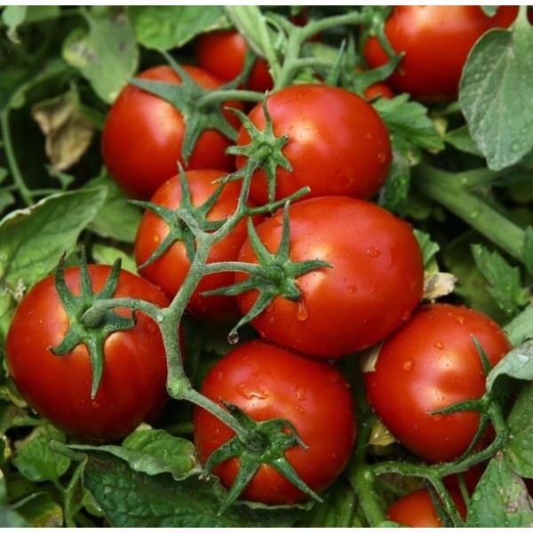 Valgomieji pomidorai Chibli H 2500 sėklų