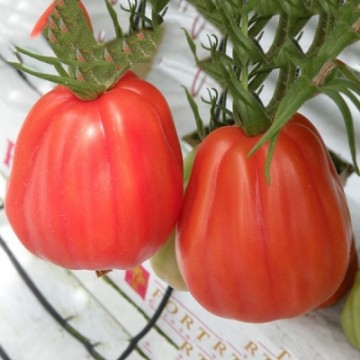 Pomidorai Arawak H 500 sėklų