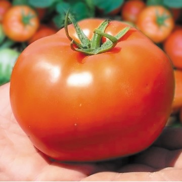 Pomidorai Bobcat 1000 sėklų