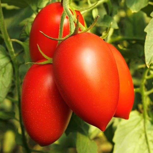 Pomidorai Bacalar H 500 sėklų