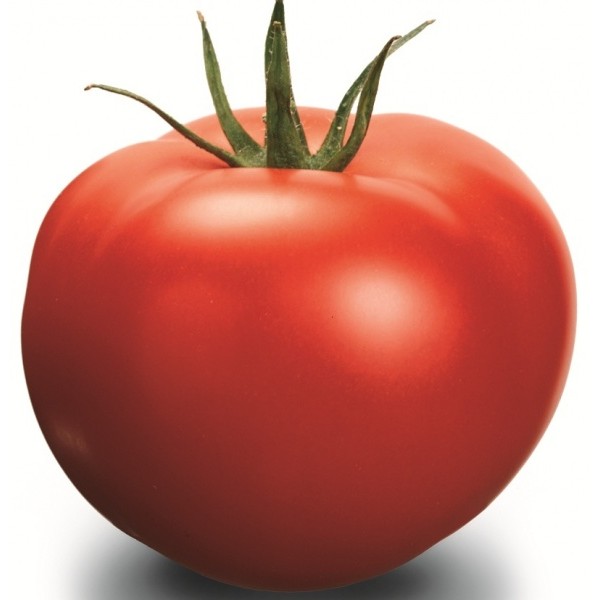 Pomidorai Delfine H 500 sėklų