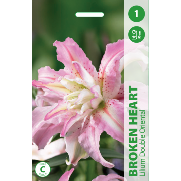 Лилии BROKEN HEART