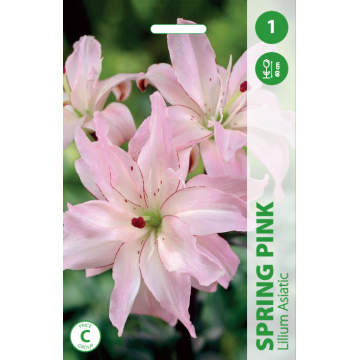 Liilia SPRING PINK