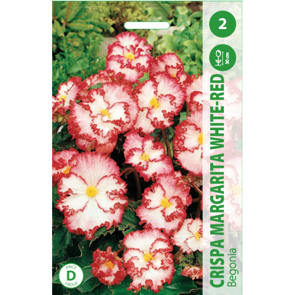 BEGOONIA CRISPA MARGARITA WHITE - RED