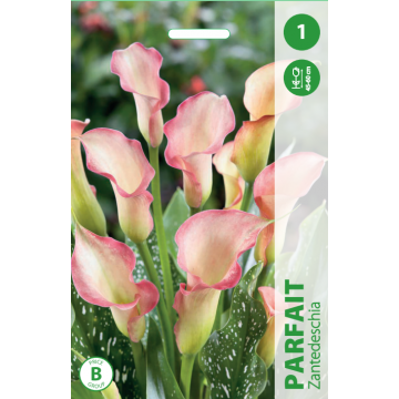 Zantedeschia PARFAIT