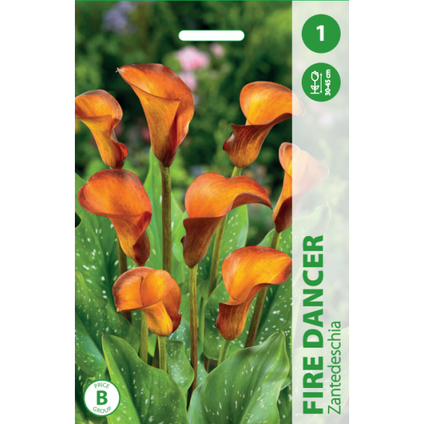 Zantedeschia FIRE DANCER