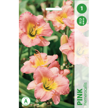Hemerocallis PINK