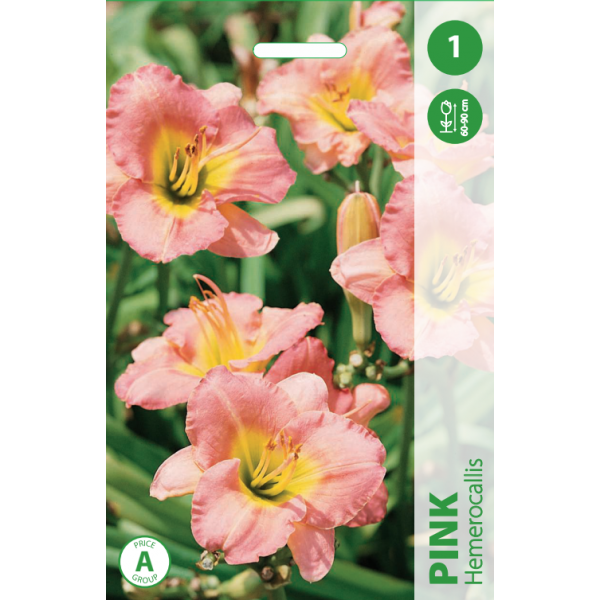 Hemerocallis PINK