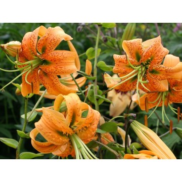 LELIJOS SPECIOSUM HENRYI